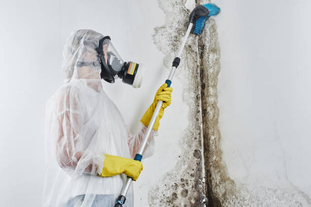Best Emergency Mold Remediation in Hudsonville, MI
