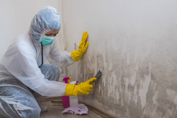 Best HVAC Mold Remediation in Hudsonville, MI