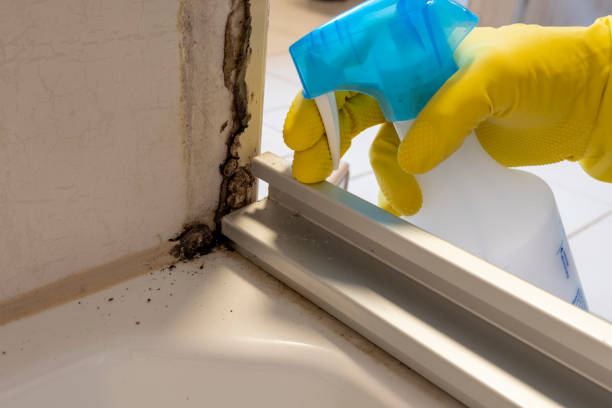 Hudsonville, MI Mold Remediation Company