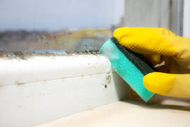 Best Industrial Mold Remediation in Hudsonville, MI