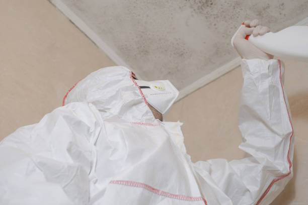 Best Residential Mold Remediation in Hudsonville, MI